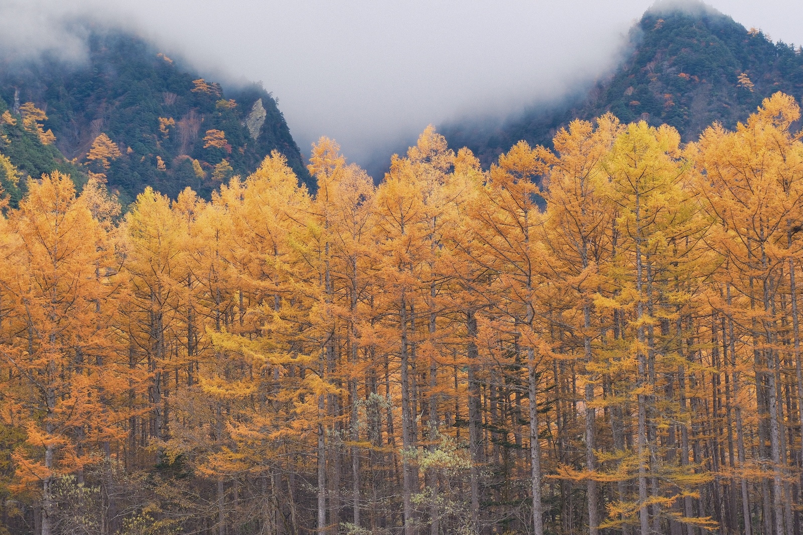 Kamikochi autumn leave colors