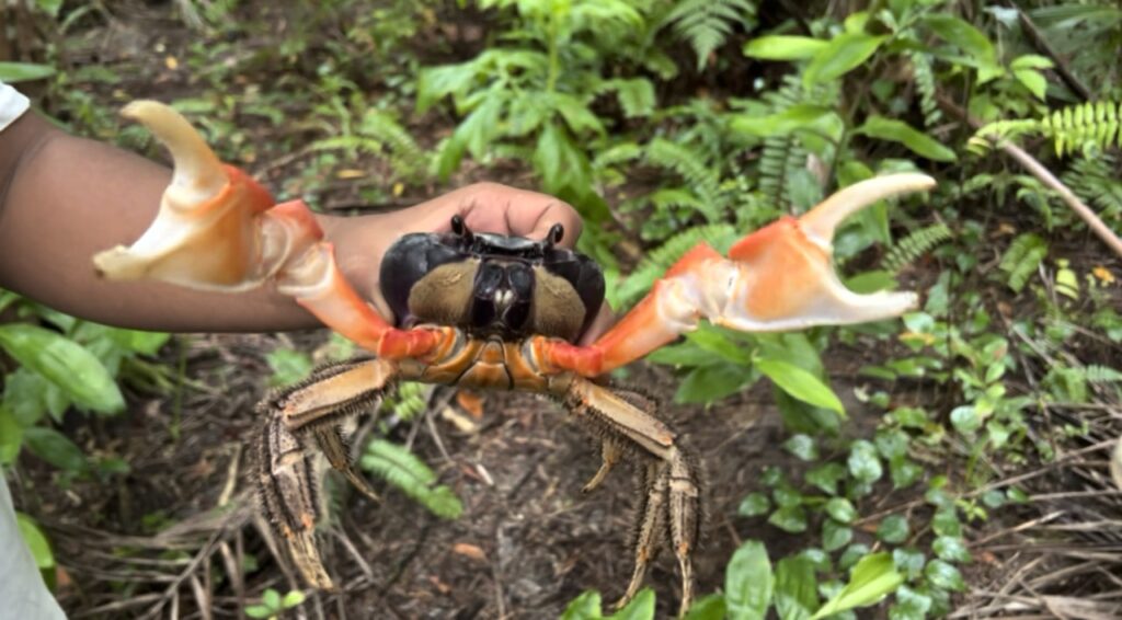Crab on Tambarat Island